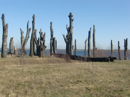 Ohe`en Laak NL : Molendijk, durch Sand- und Kiesabbau entlang der Maas, sind die zweitausend Jahre alten Bäume entdeckt worden und stehen jetzt als urzeitliche Monumente da.